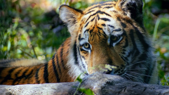 В Еврейской автономной области растёт группировка амурских тигров