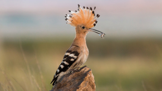 "Крылатые соседи": в Парке Горького открылась фотовыставка РГО