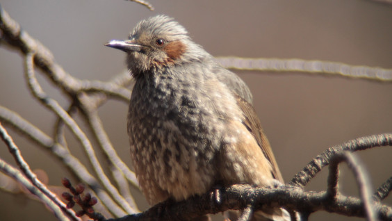 Редкая субтропическая птица бюльбюль обнаружена в Приморье