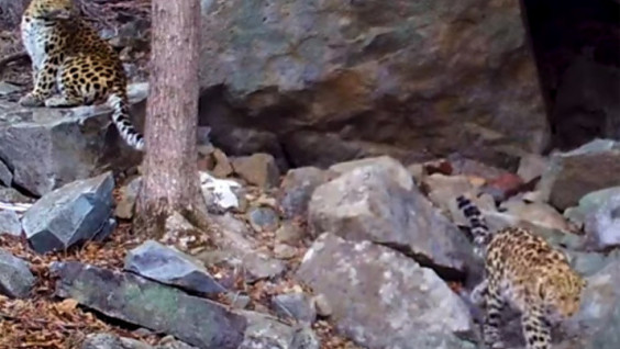 Love is in the Air: Romantic Leopard Date Filmed in Primorye