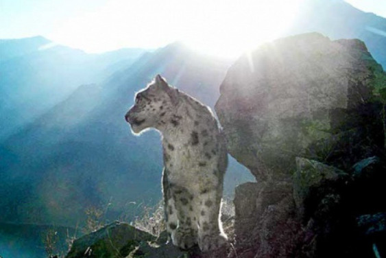 Snow leopard cubs have gone to a new diet
