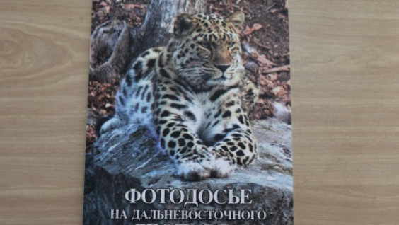 Фотодосье на дальневосточного леопарда