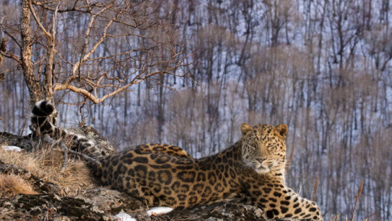 Amur Leopards Populating Primorsky Krai
