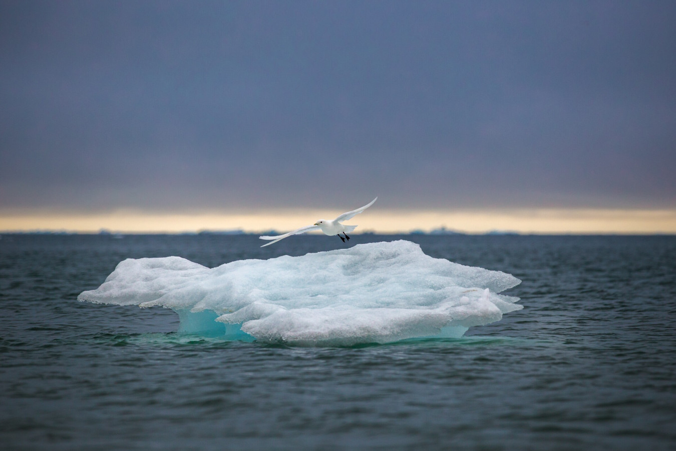 Белая чайка в Арктике. Фото: Анастасия Дьяконова, участник конкурса РГО 