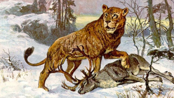 Paleontologists From Yakutia Will Help To Revive Cave Lions Perished 47,000 Years Ago