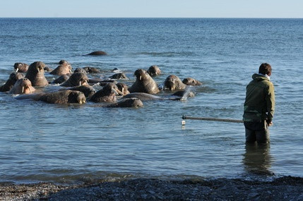 Сохранение моржей в Баренцевом море