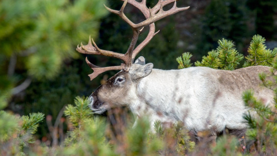 В Саяно-Шушенском заповеднике завершился сезон наблюдений за лесным северным оленем