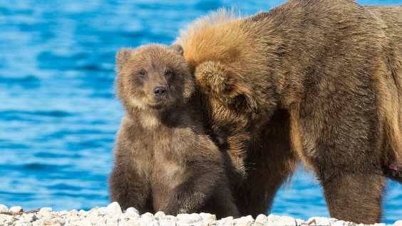 Мама для медвежонка: как малыш впервые пустился вплавь