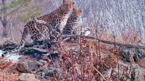 Четыре дальневосточных леопарда попали на видео в Приморье