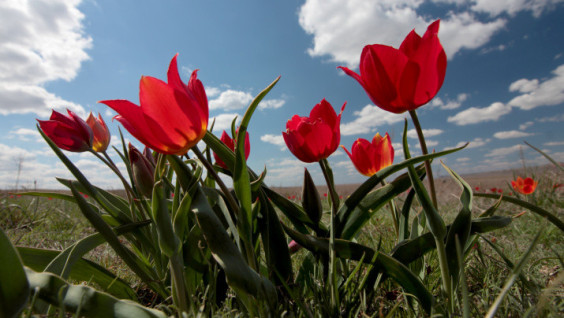 Red Book Tulips Bloomed In Astrakhan Steppes