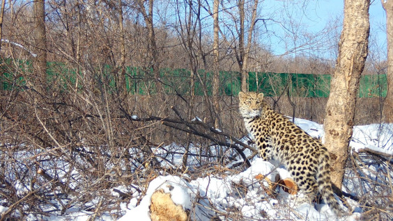 Спасённого в Приморье леопарда могут выпустить на волю уже в 2023 году