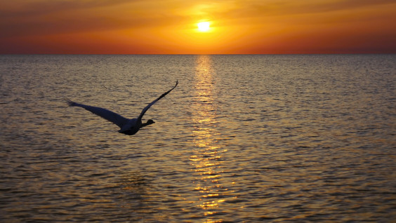 12 августа отмечается Международный день Каспийского моря