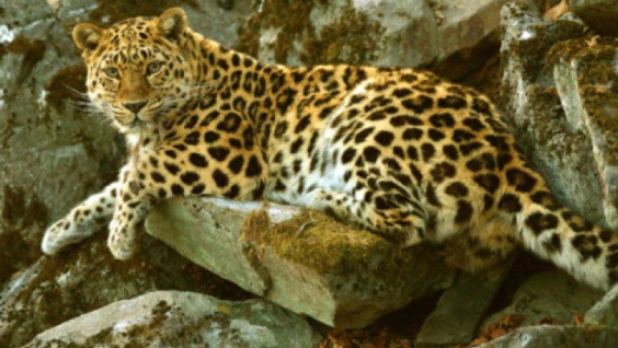 Guests of the Festival named an Amur leopard