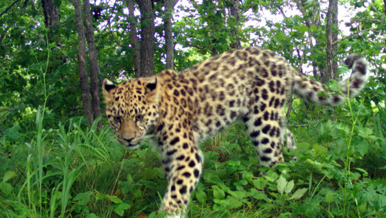 В Приморье впервые зарегистрировали более 100 особей дальневосточного леопарда