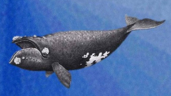 An Extremely Rare Whale Noticed near Commander Islands