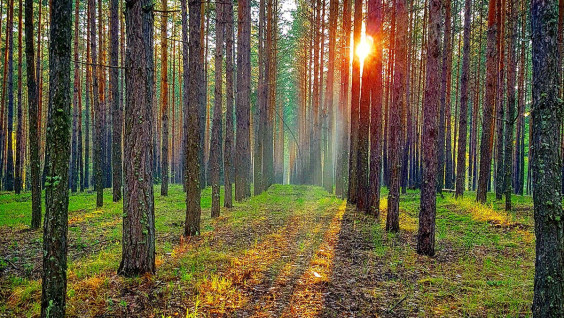 Проект «Заповедное дело РГО» приглашает добровольцев в национальный парк «Бузулукский бор»