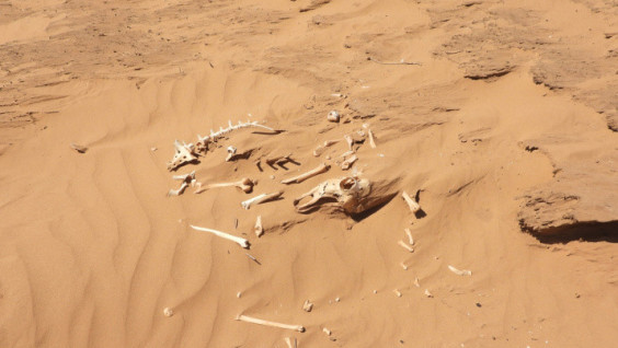 What Secrets are Barkhans Hiding From Paleontologists