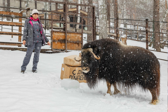 Спасенной при участии РГО самке овцебыка Алане исполнилось три года
