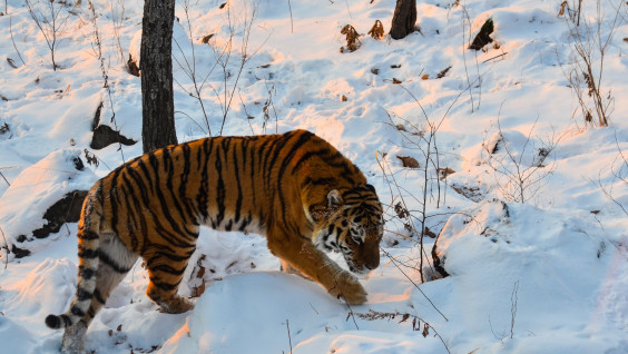 В Приамурье пожаловал новый тигр