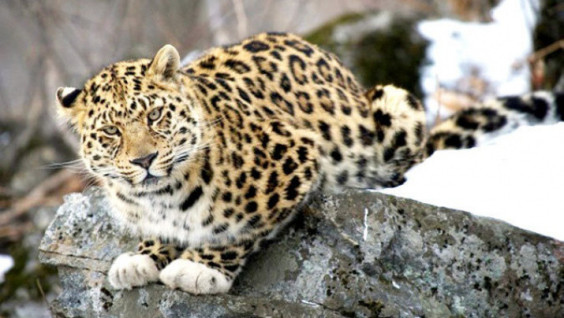 Seller of the Amur leopard skin punished