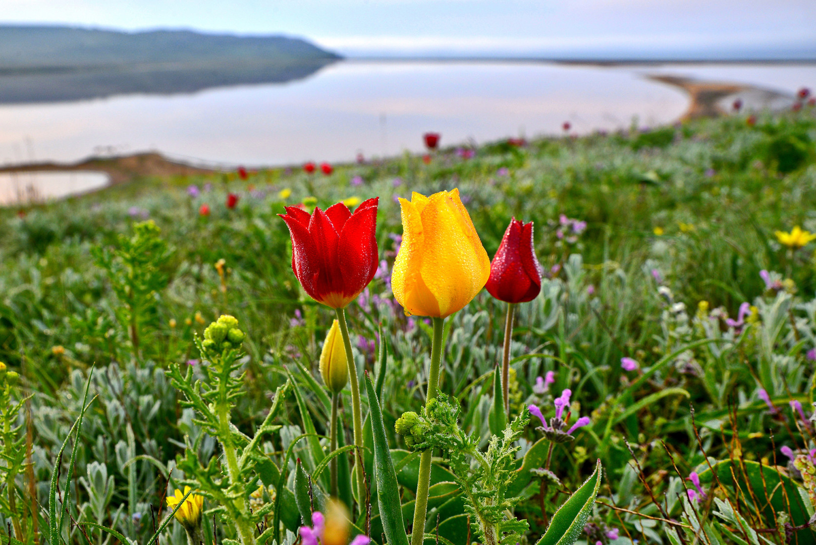 В Крыму цветут тюльпаны Шренка