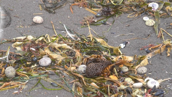 Эксперты РГО входят в состав комиссии, которая выясняет причины гибели морских обитателей у побережья Камчатки