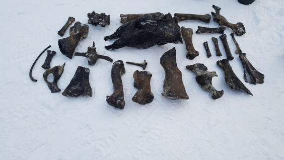 На дне реки Тобол обнаружили редкий фрагмент черепа древнего шерстистого носорога