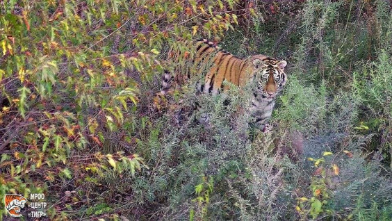 Выпущенная на волю тигрица из Приморья предположительно впервые принесла потомство
