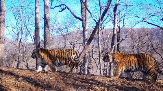 Выводок из пяти амурских тигрят впервые заметили в дикой природе