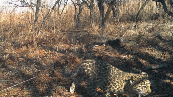 Котёнок леопарда едва спасся от пожара на юге Приморья