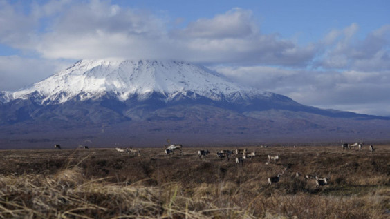 Volcano Eruption Survivors: People Should Help the Deer of Kamchatka