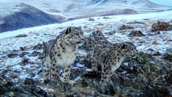 Дружные котята снежного барса на фотоловушке нацпарка "Сайлюгемский"