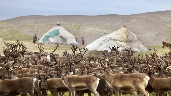 Летнее путешествие на Чукотку — к китобоям Лорина, оленеводам полярной тундры и на мыс Дежнева
