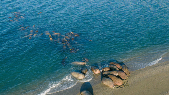 Walruses Arranged a "Festival" in the “Russian Arctic” National Park