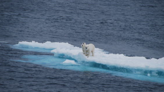 Scientists Quantify the Loss of Glaciers in the Arctic for the First Time