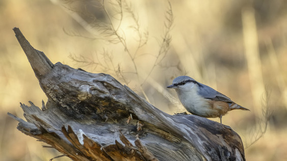 "Птицы России"