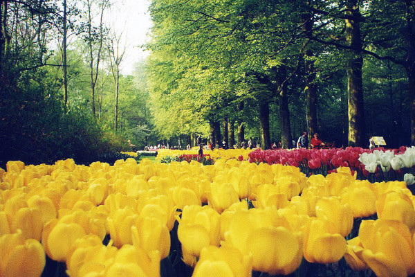 Лекция "Всемирное наследие садов и парков. Сады и парки Нидерландов и Бельгии"