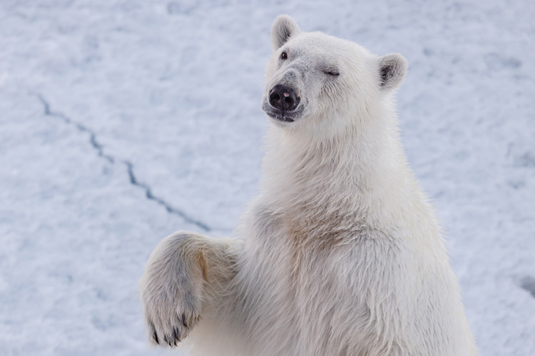 Настоящие полярники: тайная жизнь белых медведей