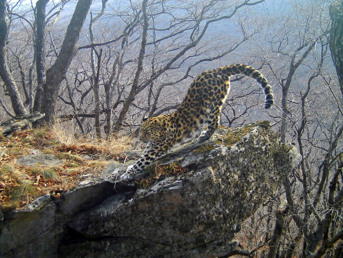 Дальневосточный леопард. Фото: Виктор Сторожук, участник конкурса РГО 