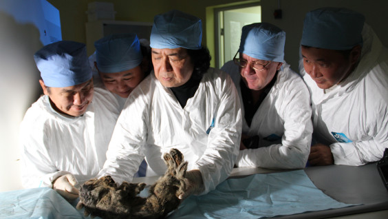 Палеонтологи из Якутии помогут возродить пещерных львов, погибших 47 000 лет назад