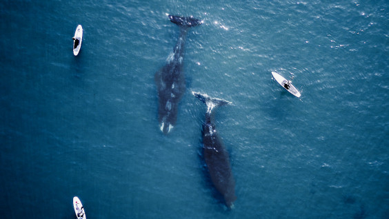 Архипелаг открытий. Тур на Шантары в поисках китов