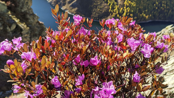 Прощальный привет лета: в Саяно-Шушенском заповеднике зацвели цветы