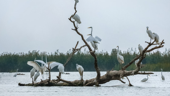 "Останутся без защиты": что вредит птицам, рыбам и растениям в дельте Волги