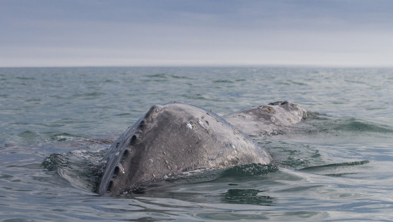 Брачные игры серых гигантов: на Сахалине заметили бум размножения китов. Видео