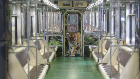 Striped express