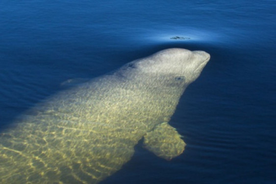 "Speaking with beluga whales"