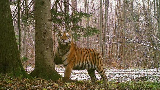 Золотодобытчики уничтожают естественную среду обитания амурского тигра