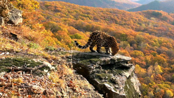 Portrait of a Stranger in Orange: a New Female Appeared in "Land Of The Leopard"
