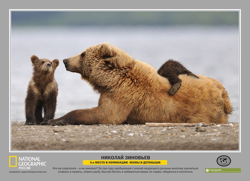 Лауреаты фотоконкурса «Дикая природа России – 2013»