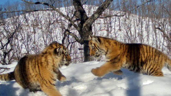 Playful Amur Tiger Cubs Caught on a Camera Trap in Primorye